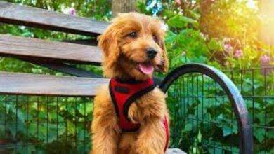 Things to Consider While Buying Dog Harness